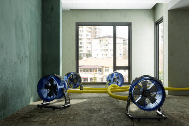 Best Mold removal after water damage  in Garnet, CA
